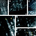 IAA labelings in maize root apices: antibody specificity