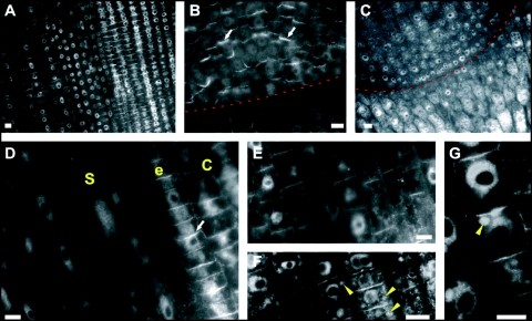 IAA labelings in maize root apices: antibody specificity